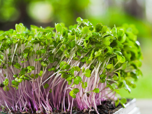 The Best Microgreens Varieties for Beginners