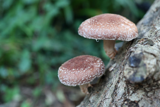 Mushroom Log Kit Instructions