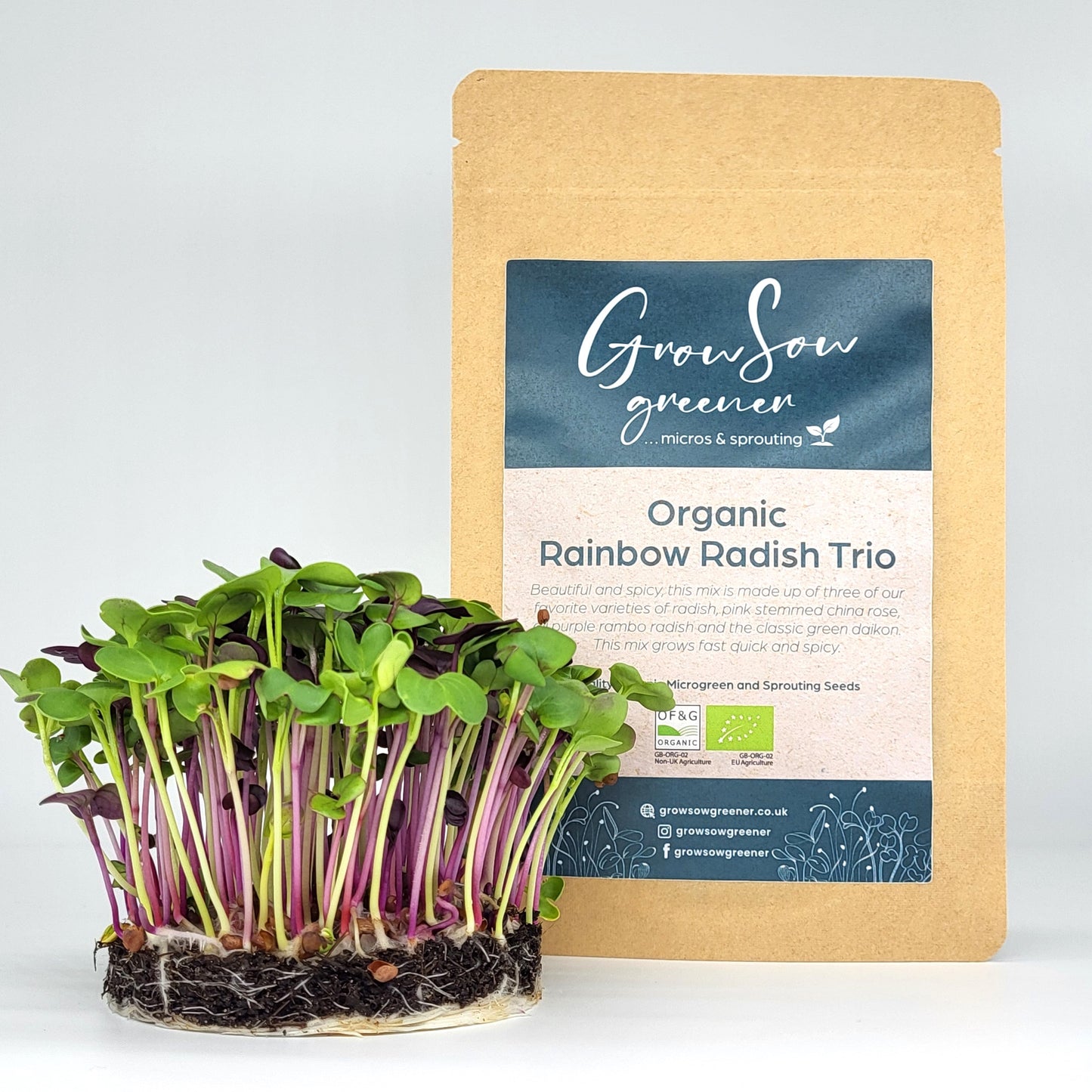 Organic Rainbow Radish Trio - Microgreens and Sprouting