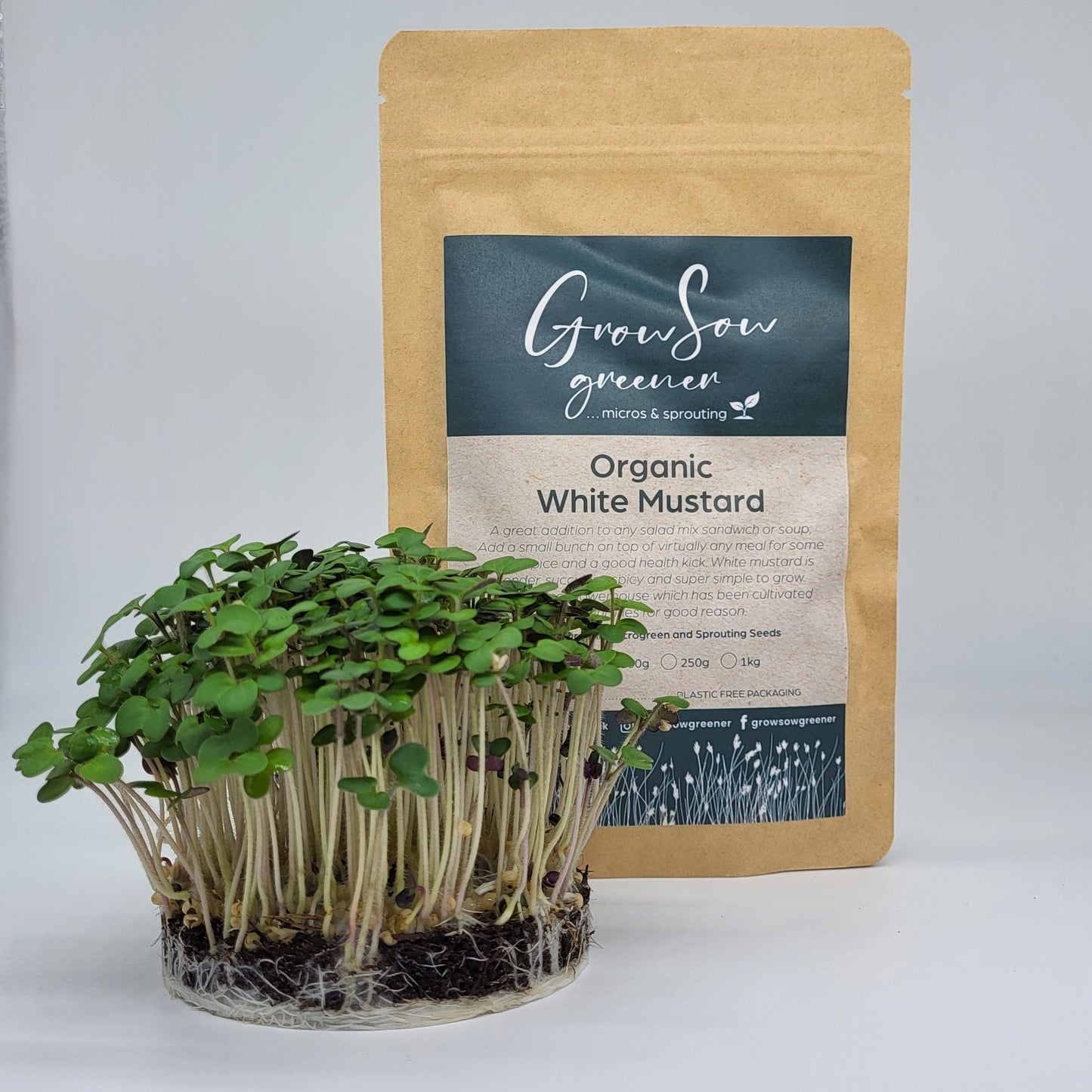 white mustard microgreens in front of a packet of microgreen seeds