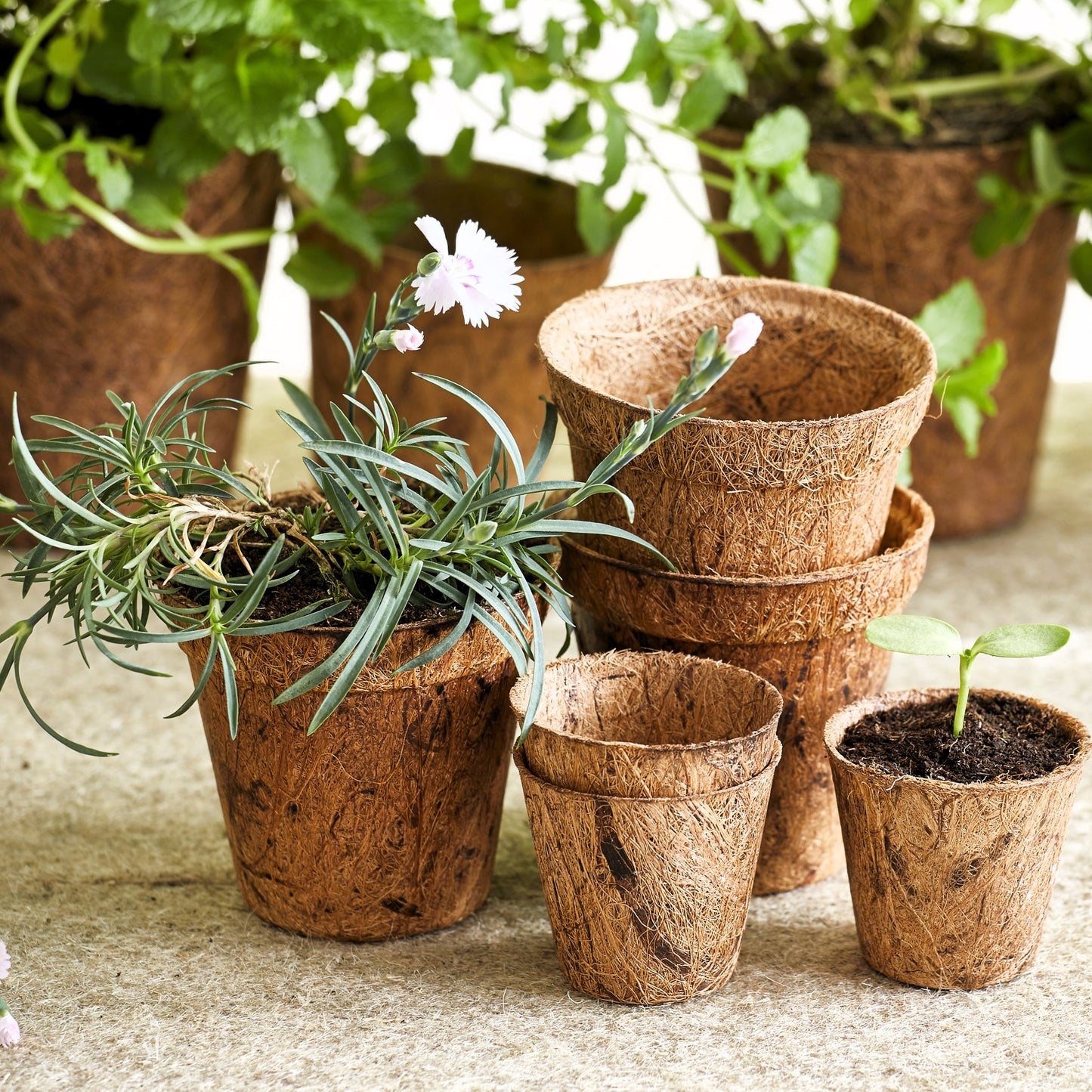 Herb Growing Kit