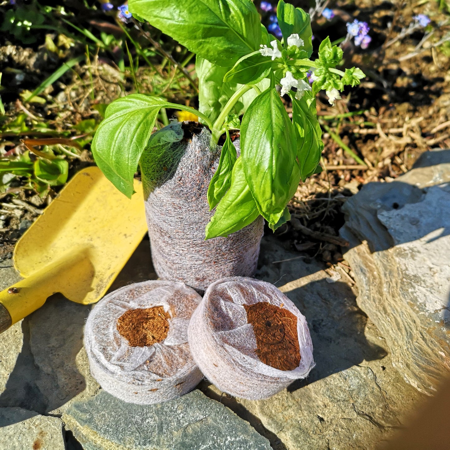 Herb Growing Kit