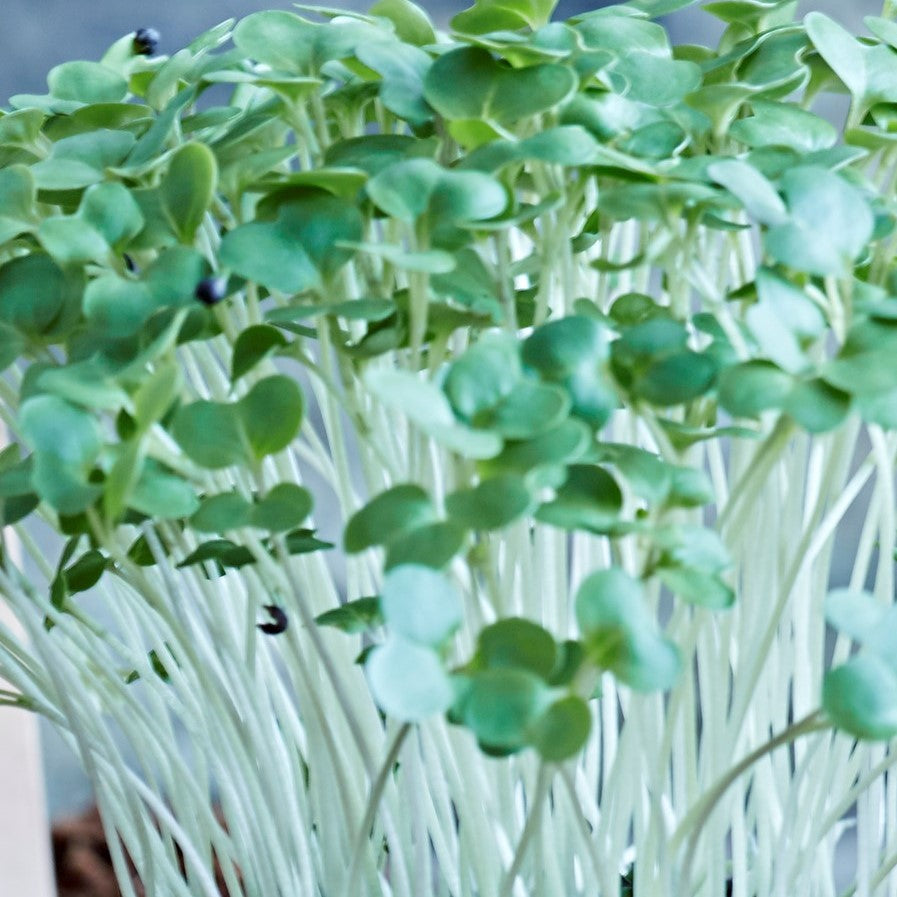 Broccoli Microgreen Seeds - Calabrese