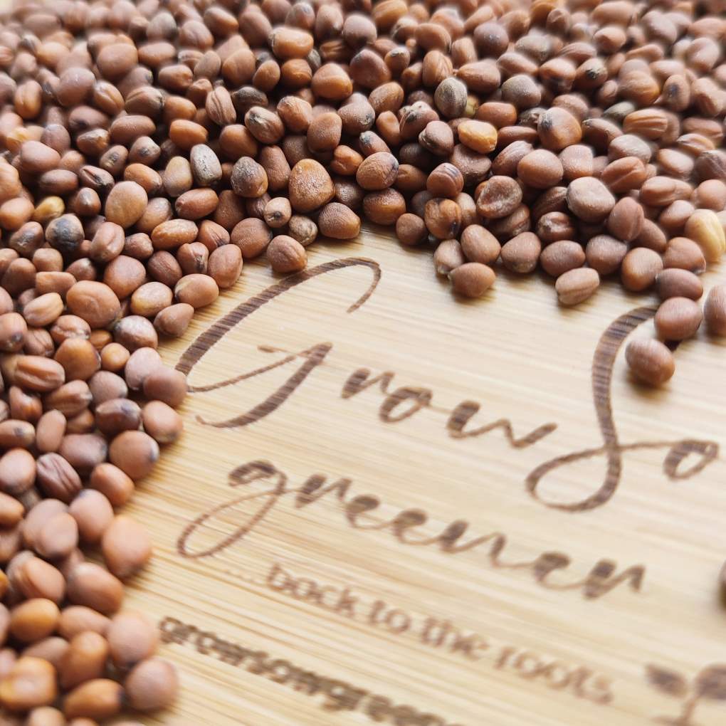 Radish China Rose Microgreen Seeds