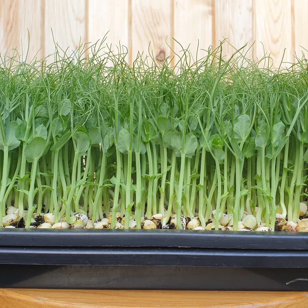 Organic Green Pea Tendril Microgreen & Sprouting Seeds (Tendril)