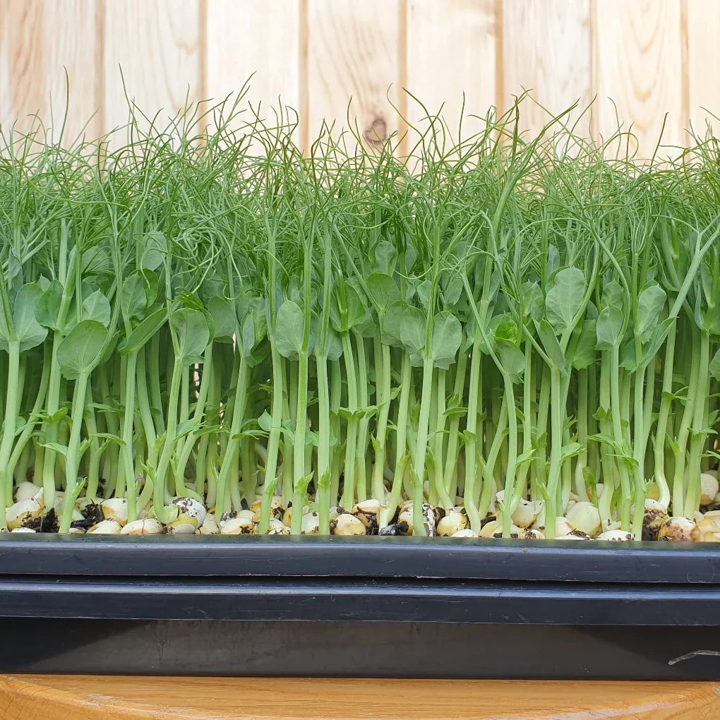 Conventional Karma Tendril Pea for Microgreens