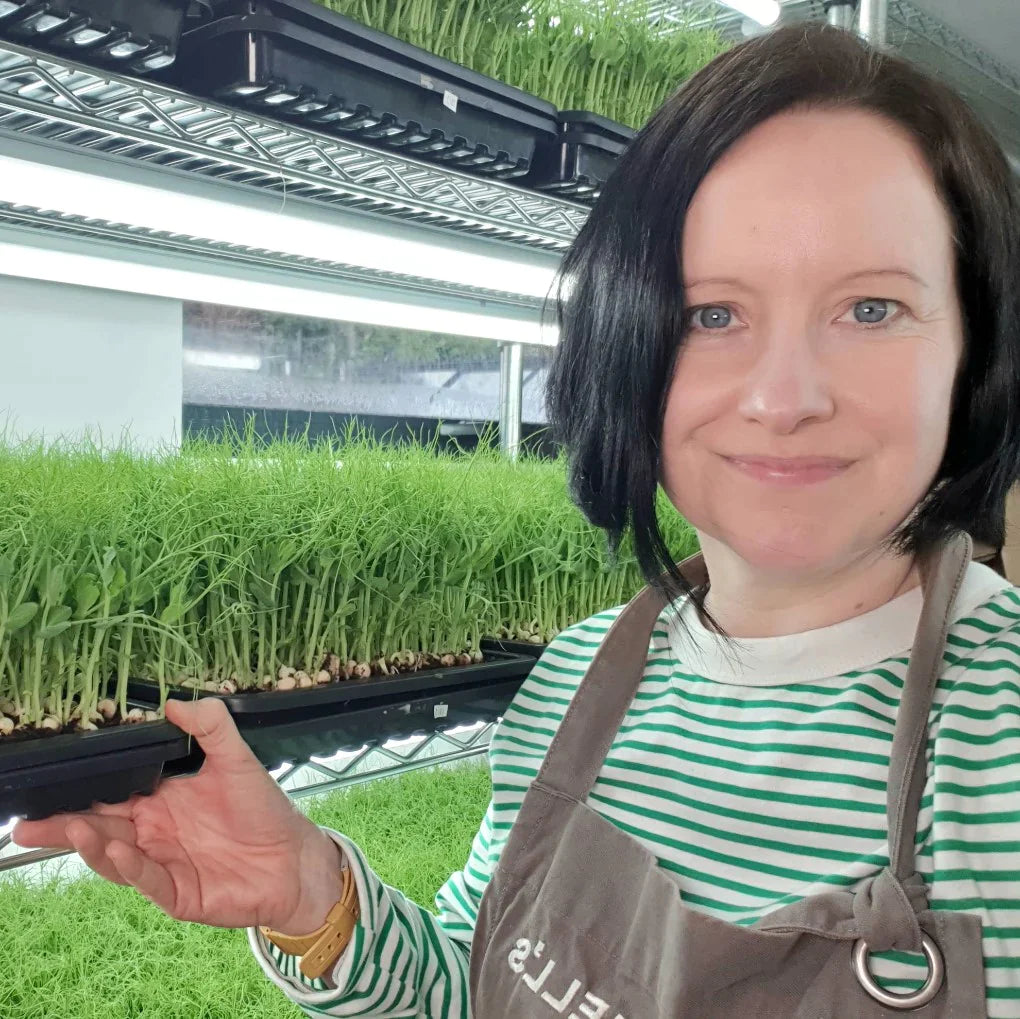 Conventional Karma Tendril Pea for Microgreens