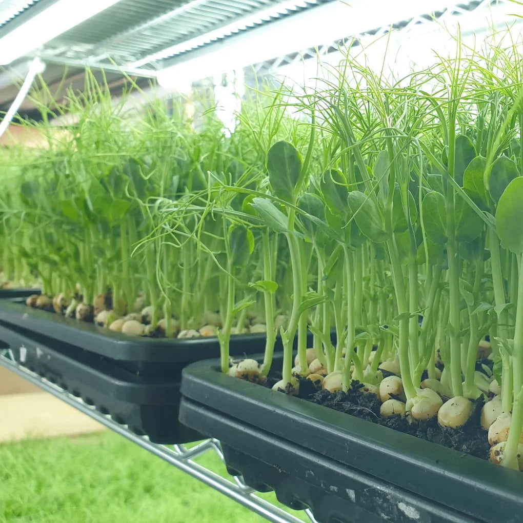 Conventional White Tendril Pea for Microgreens