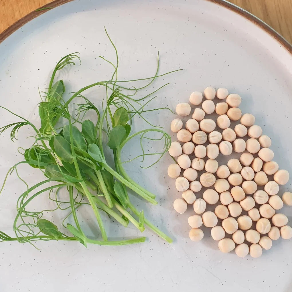 Conventional Karma Tendril Pea for Microgreens