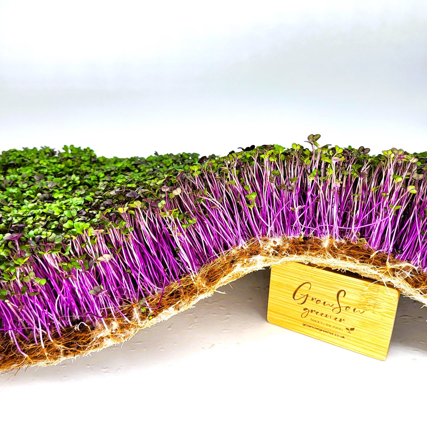 Organic Red Kohlrabi | Pink Kale | Microgreen and Sprouting Seeds