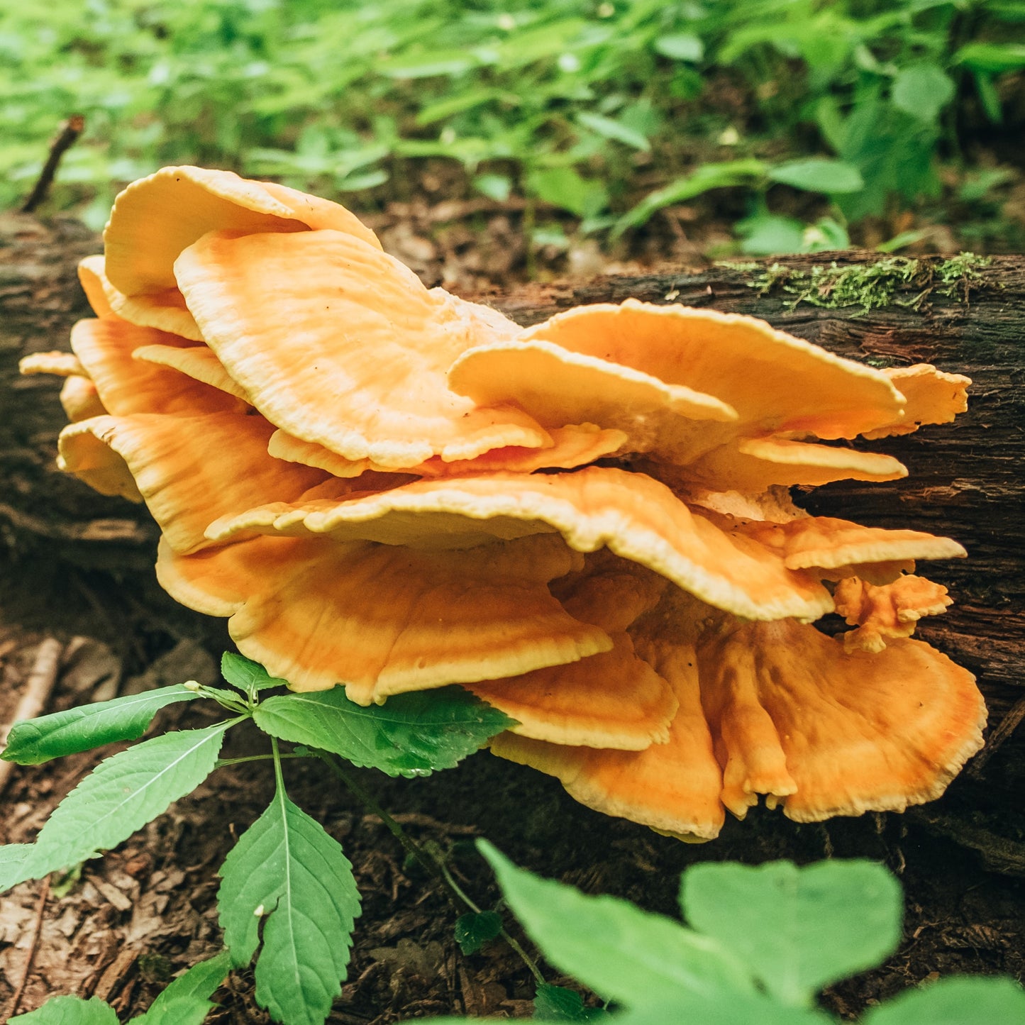 Chicken of the woods log kit