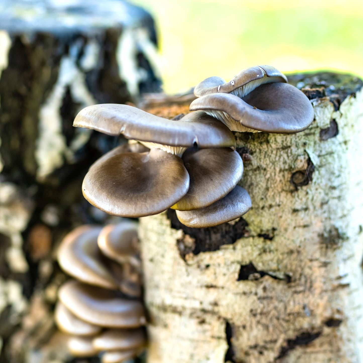 Summer Oyster log kit