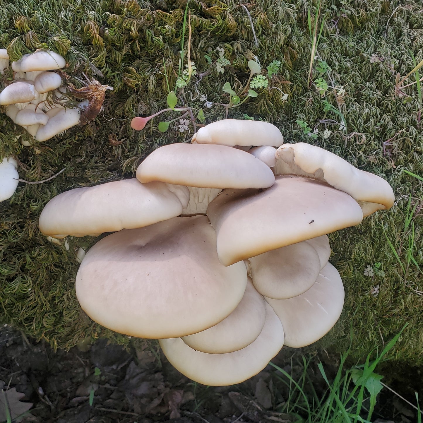 Tarragon Oyster log kit