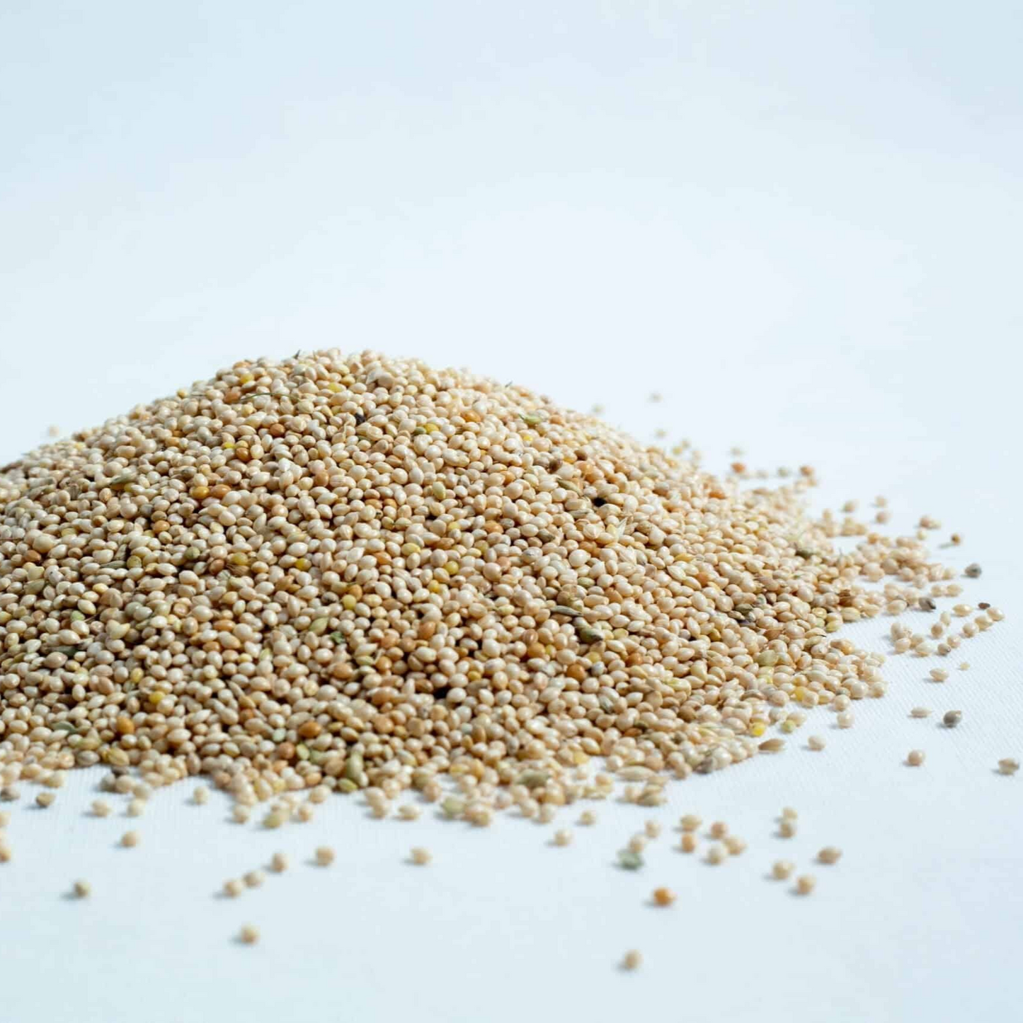 Sterilized Millet grain for mushroom spawn production