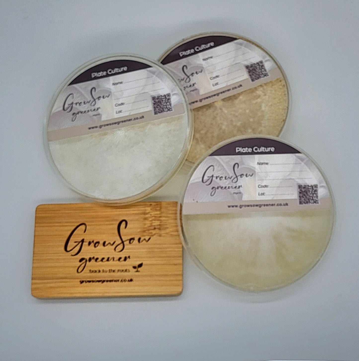Lion’s Mane – Plate & Liquid Cultures, Grain & Plug Spawn UK
