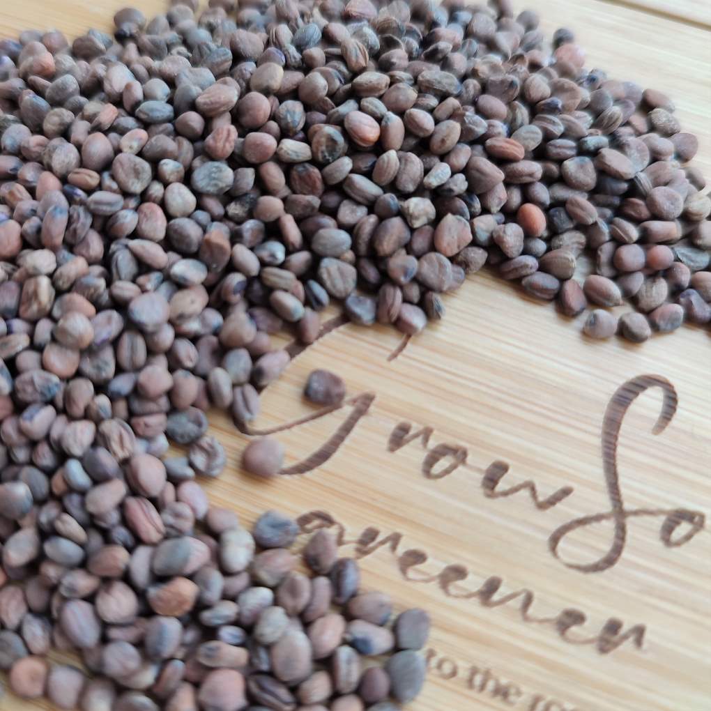 Radish Rambo Microgreen Seeds - Purple Radish