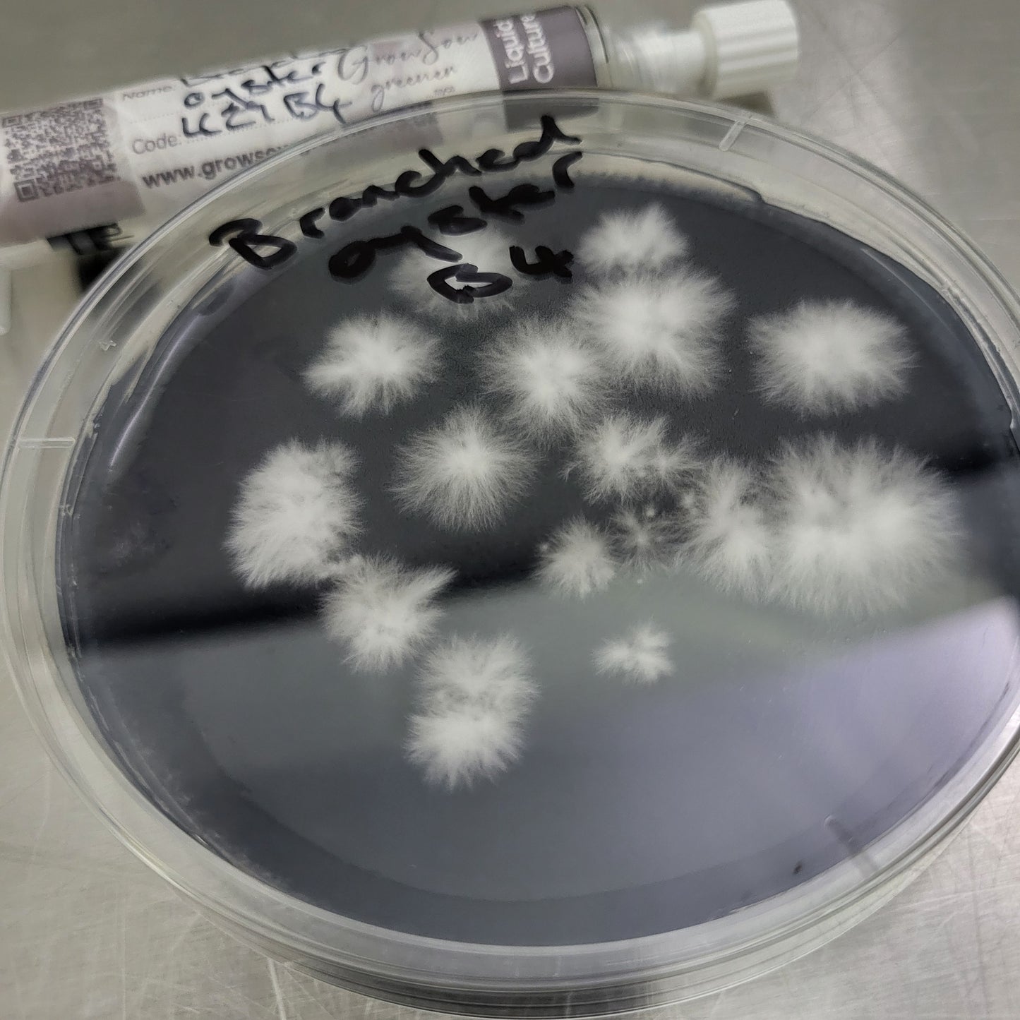 Branched Oyster Liquid Culture -10ml Syringe