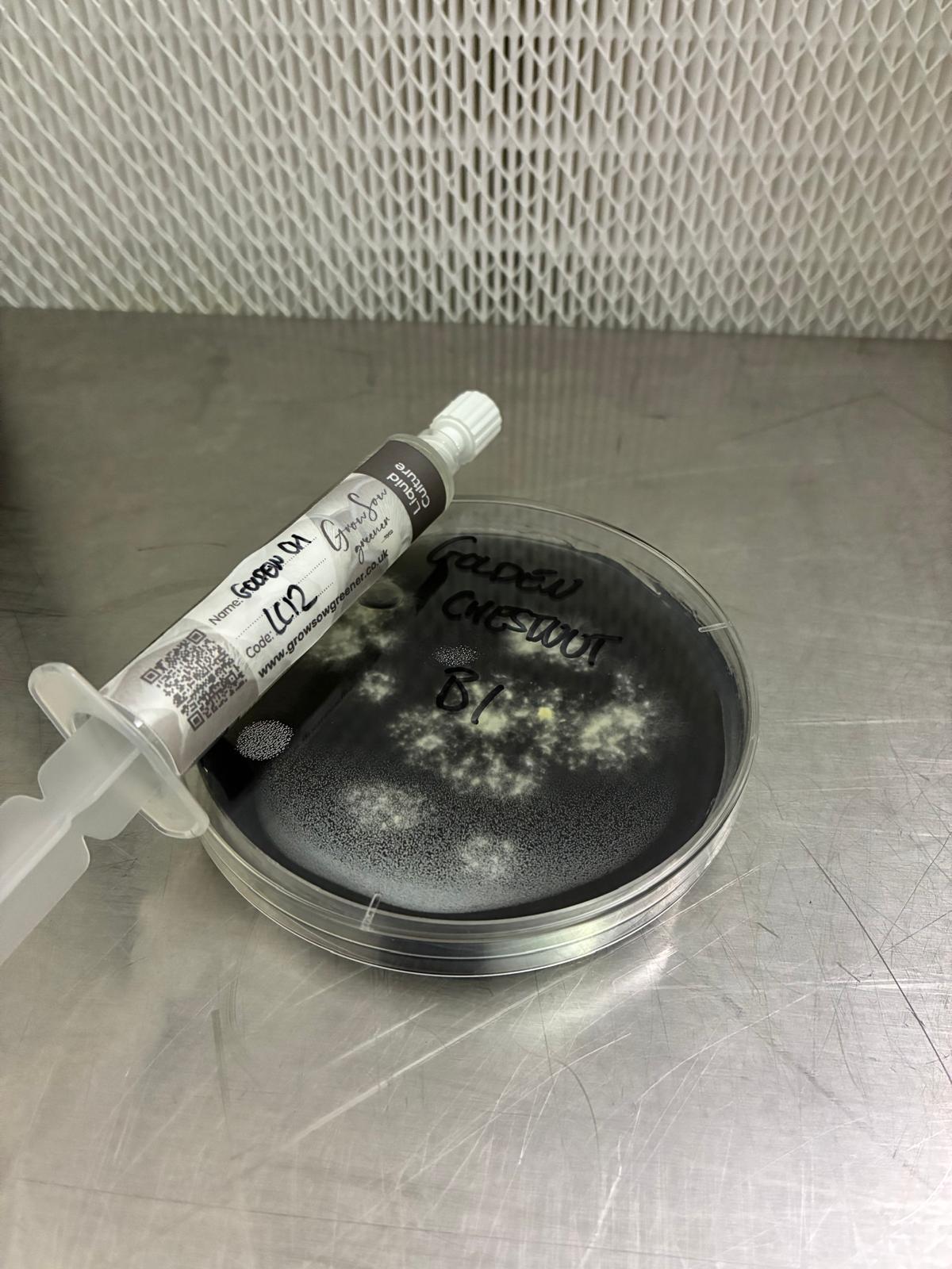 Golden Chestnut Liquid Culture -10ml Syringe