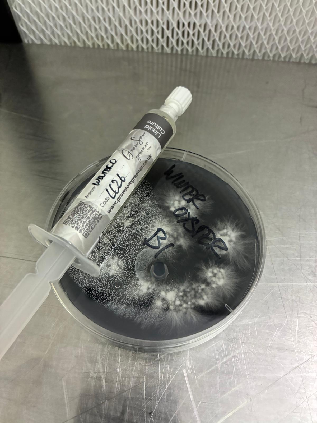 Winter Oyster Liquid Culture -10ml Syringe
