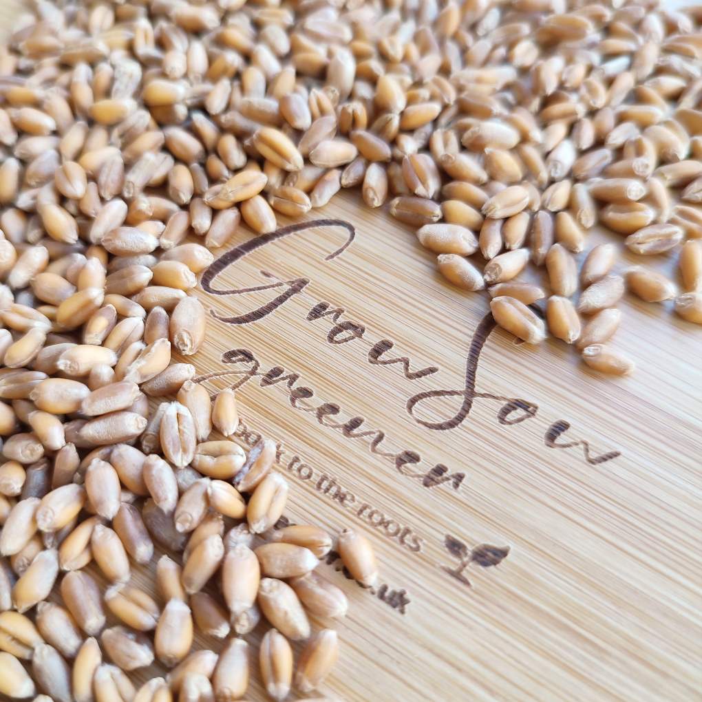 Wheatgrass Seeds