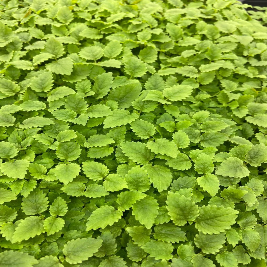 Lemon Balm Micro herb Seeds