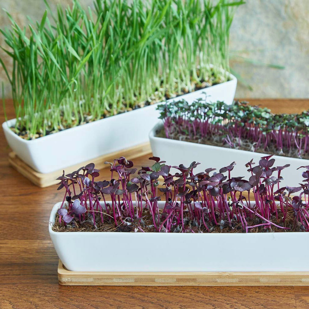 microgreens growing in ceramic planters