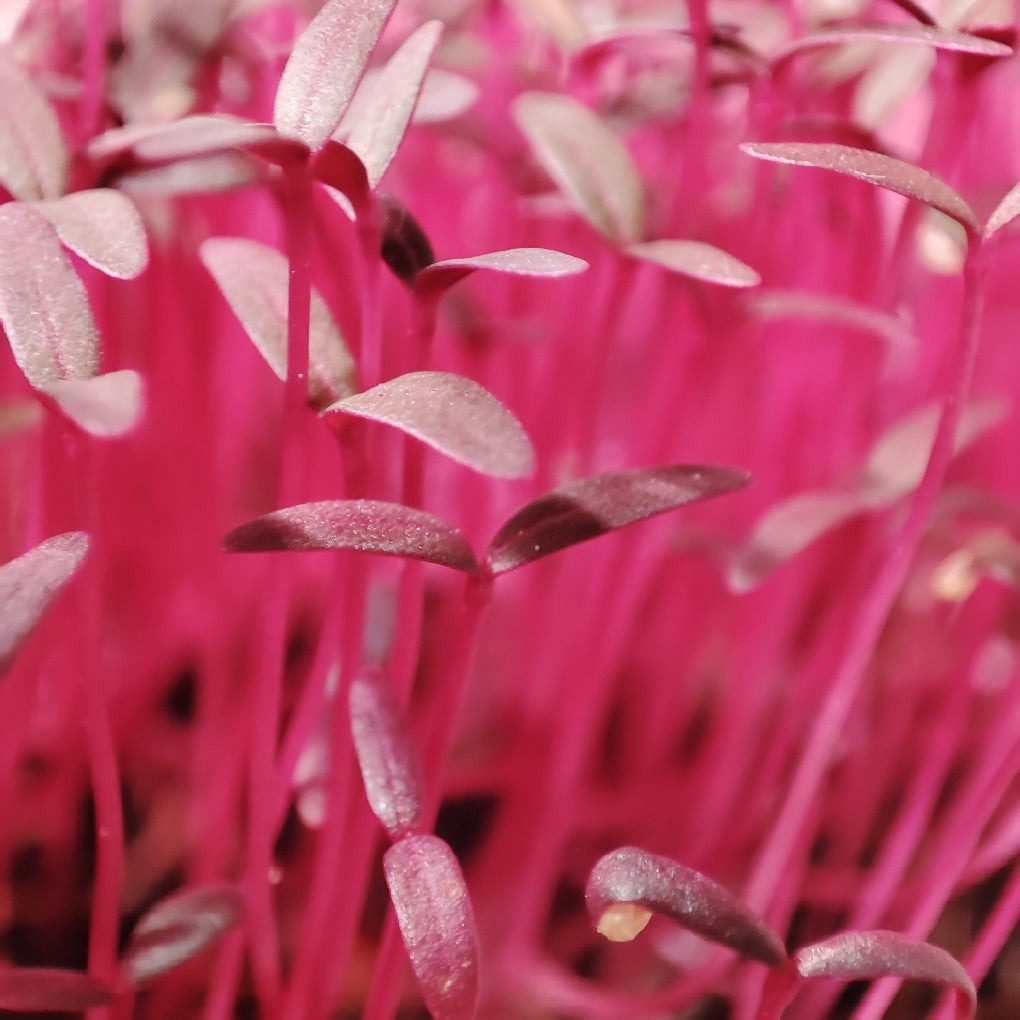 Red Amaranth Micro herb Seeds