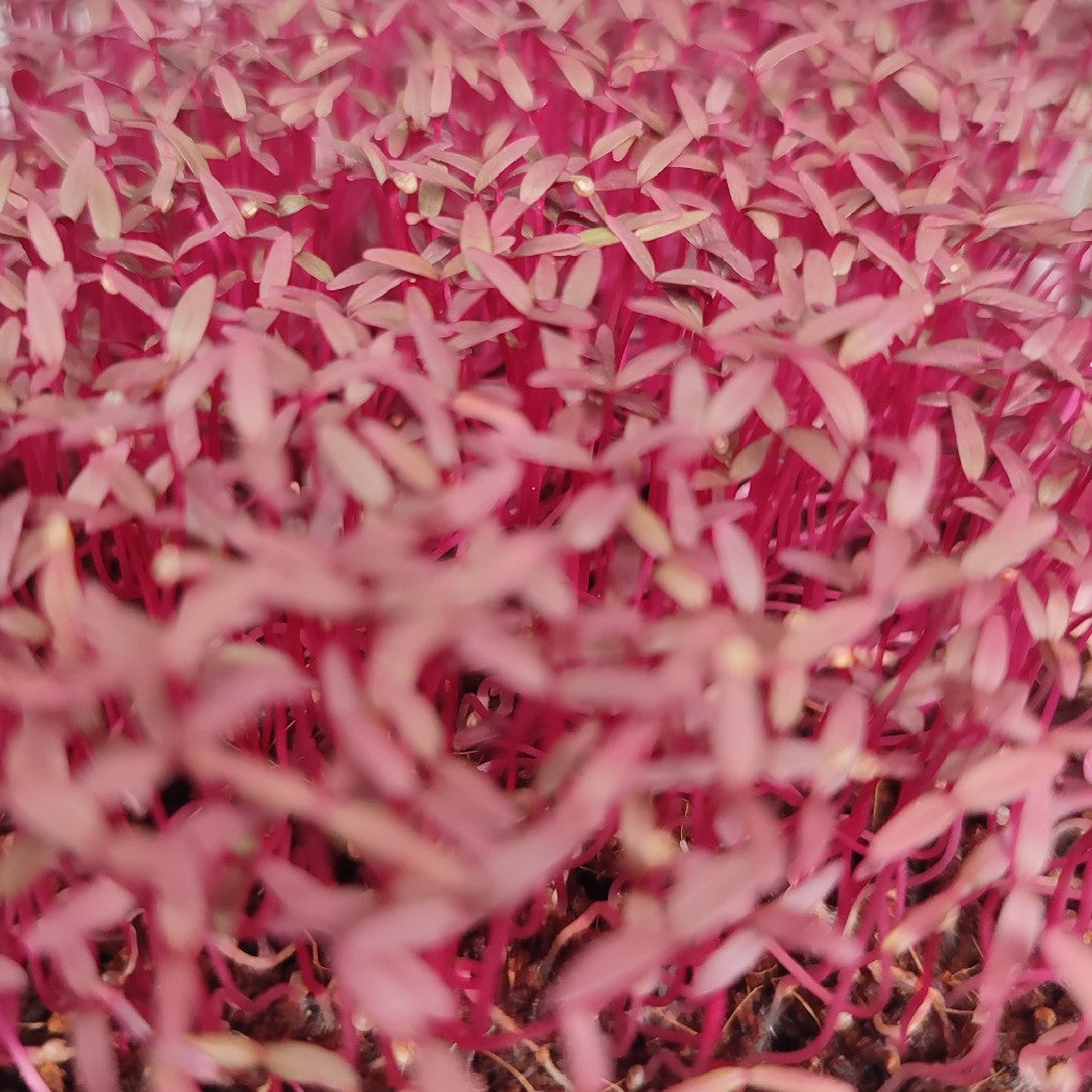 Red Amaranth Micro herb Seeds