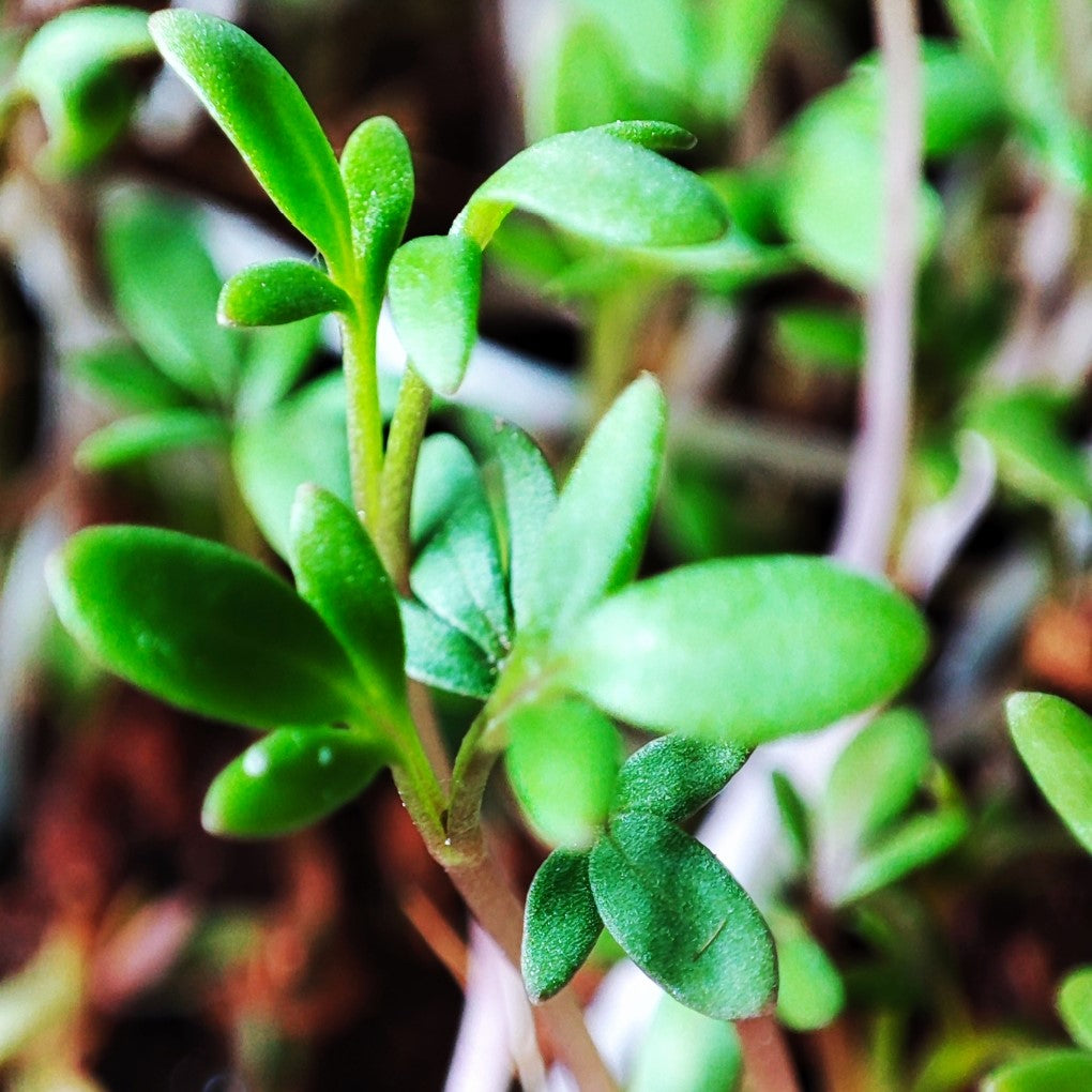 Organic Cress Microgreen Seeds