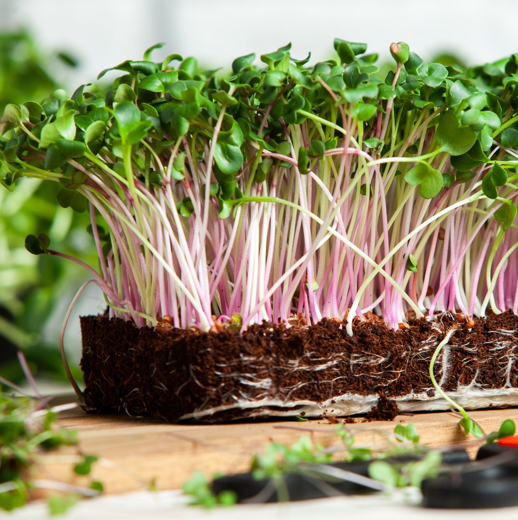 red russian microgreens growing in soil