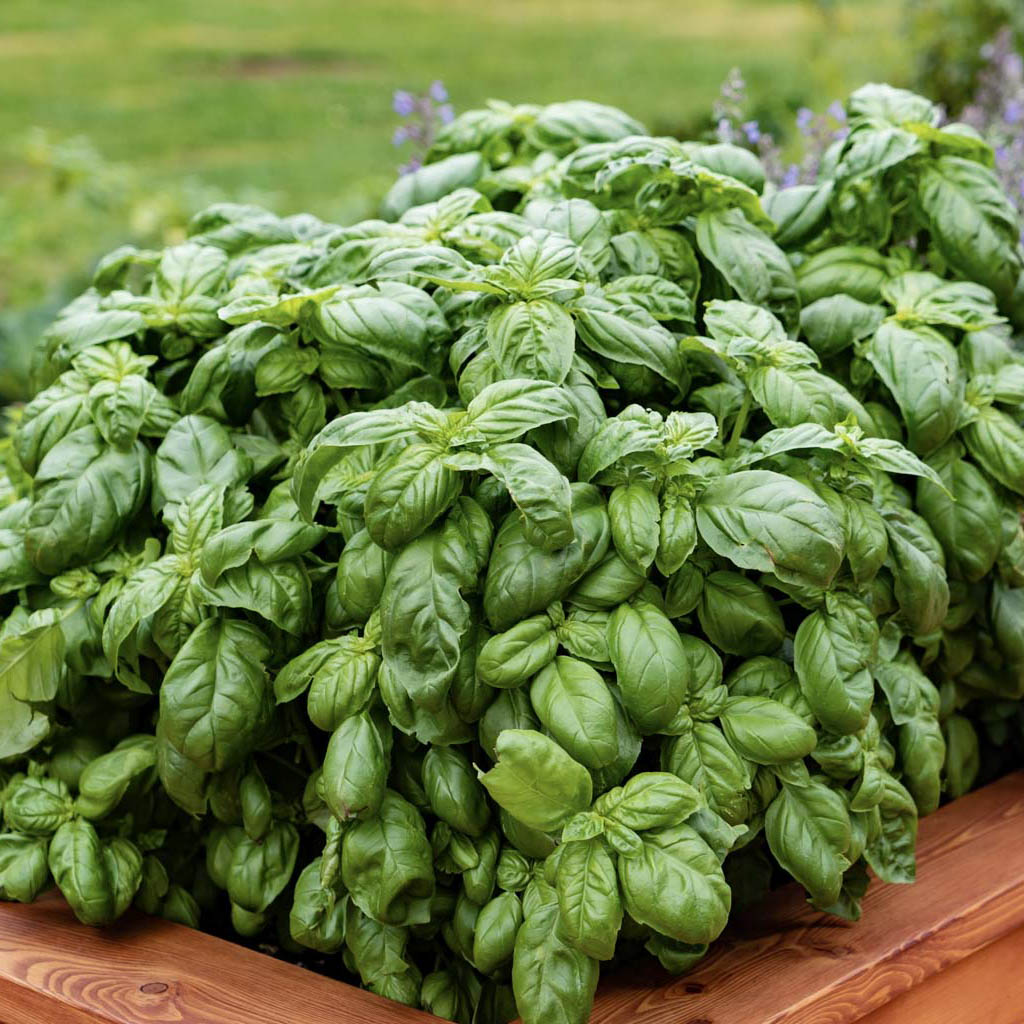 Basil Seeds basil-seeds