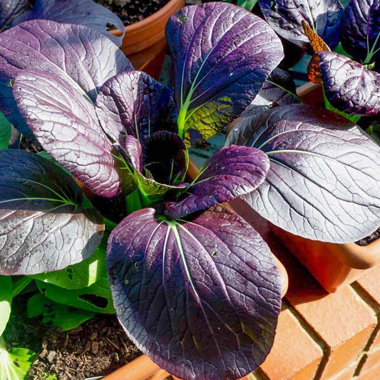 a red leafed pak choi plant growing