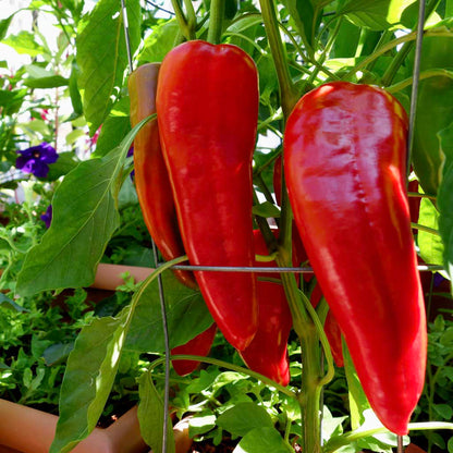 three long red marconi sweet peppers growing