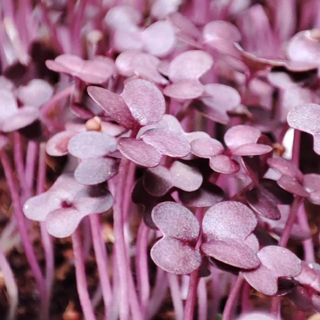 Organic Red Mustard Microgreen Seeds