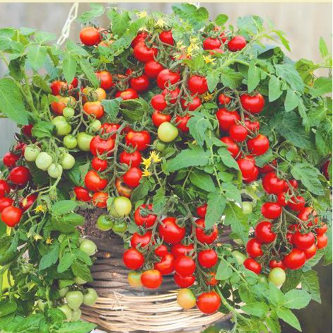 Tomato Gartenperle