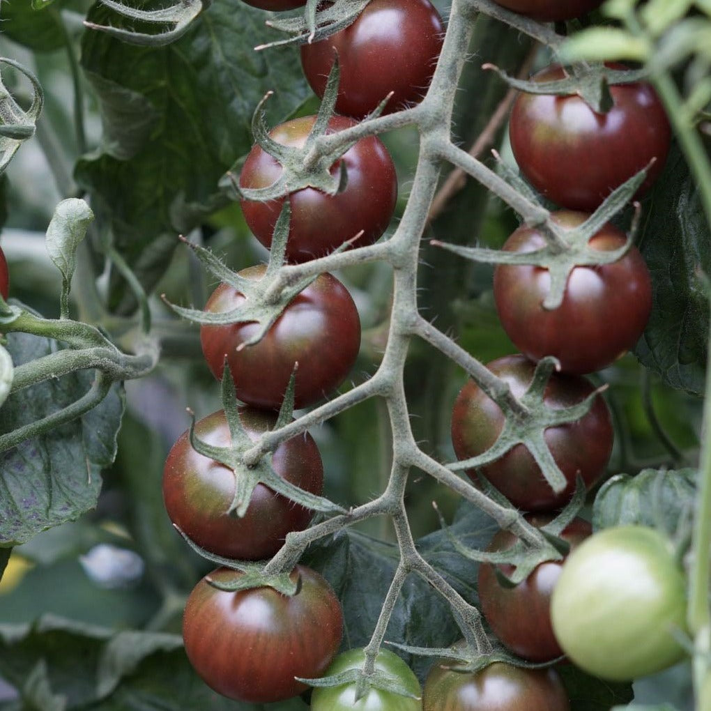 truss of black cherry tomatoes uk