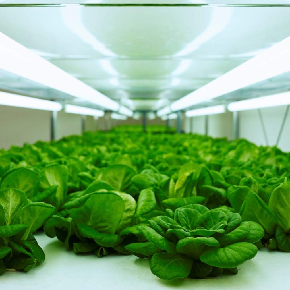 green microgreens growing under white full spectrum  LED grow lights