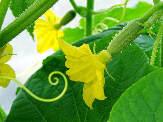 How to grow cucumbers organically