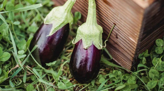 How To Grow Aubergines Organically