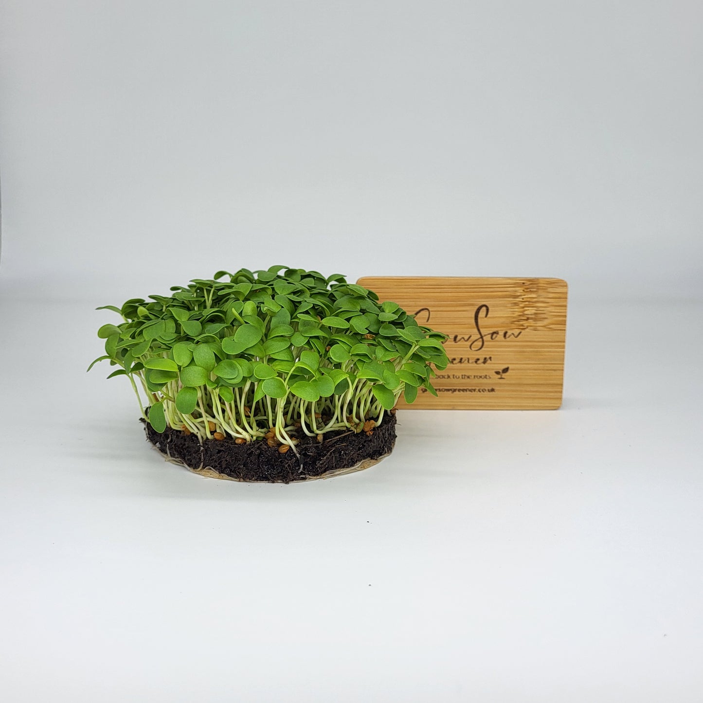 Organic Red Clover Microgreen & Sprouting Seeds