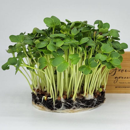 daikon radish microgreens