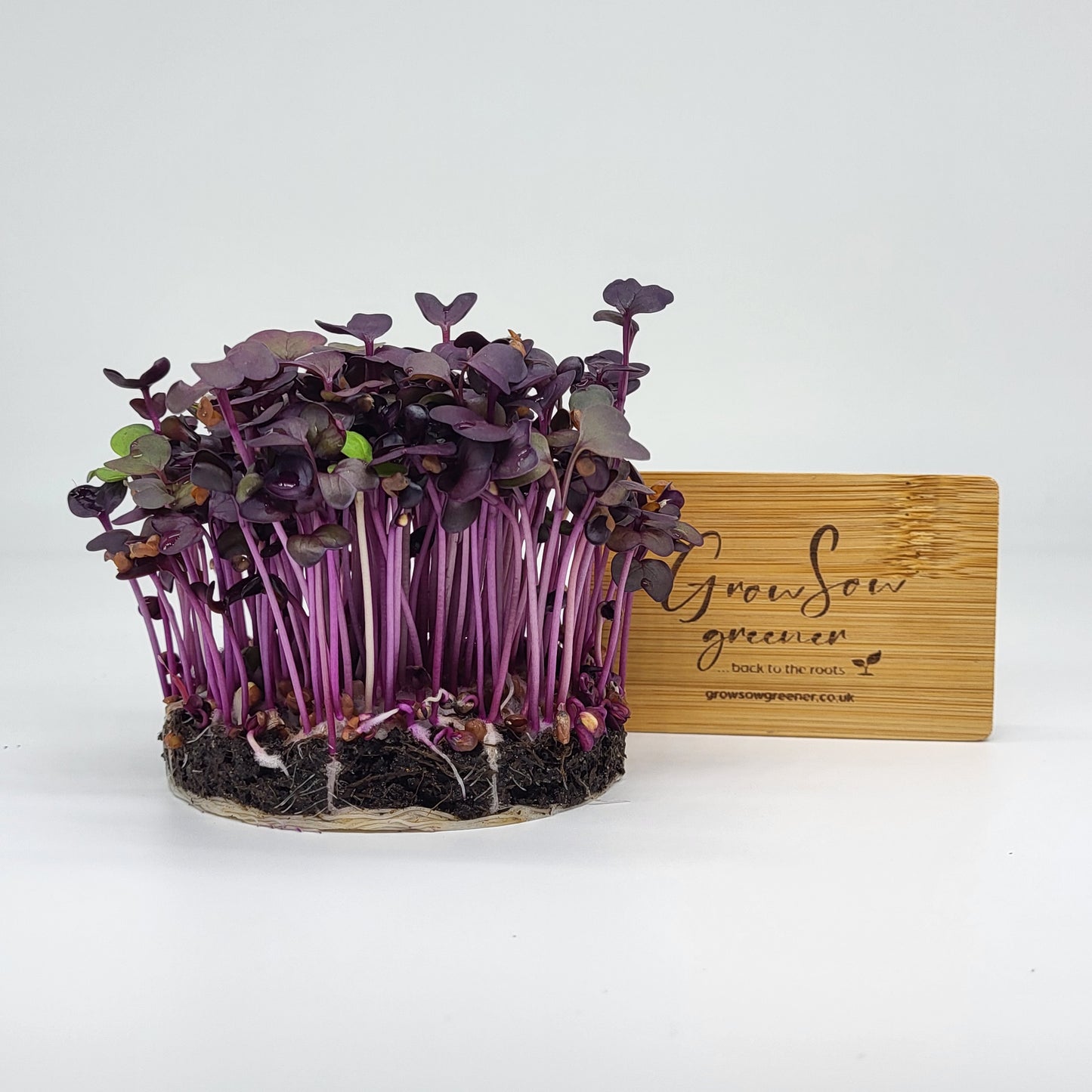 organic rambo radish microgreens growing