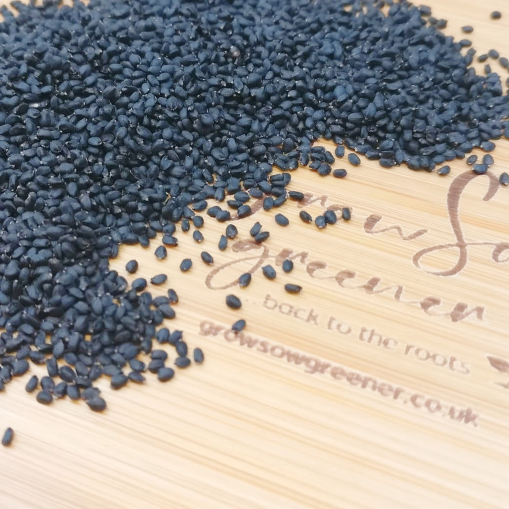 Red Basil | Dark Opal | Micro Herb Seeds| Grow Sow Greener