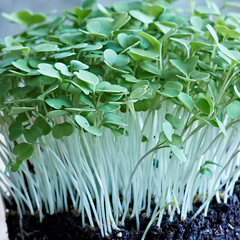 Rocket Microgreen Seeds – Grow Sow Greener