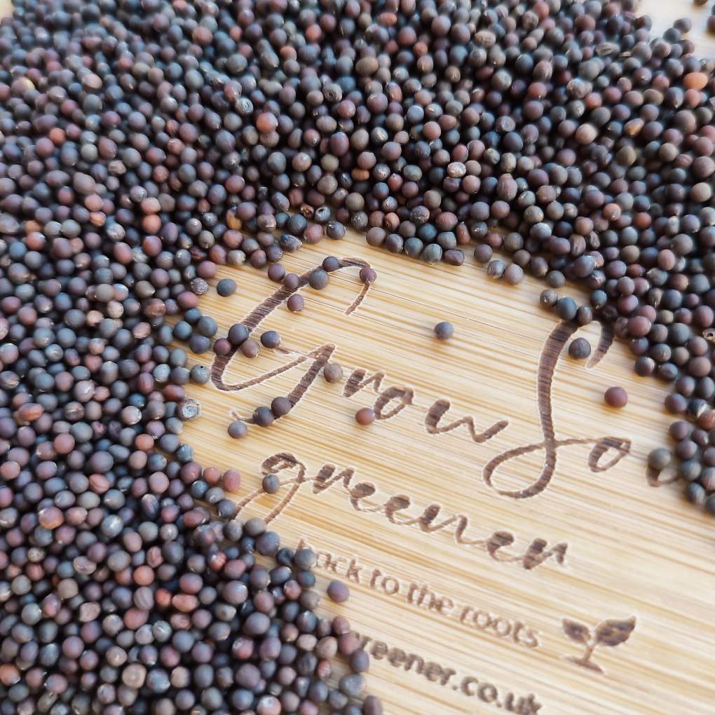Kale Black Tuscany Microgreen Seeds