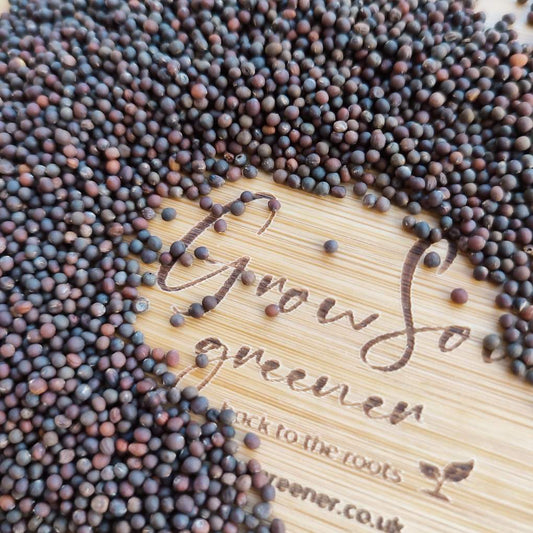 Kale Black Tuscany Microgreen Seeds