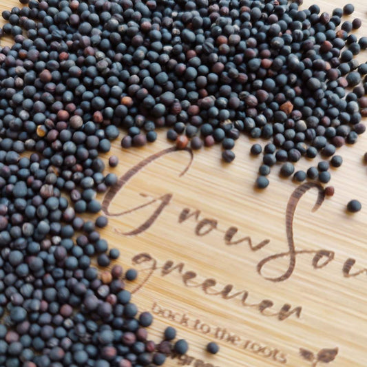 Broccoli Microgreen Seeds - Calabrese
