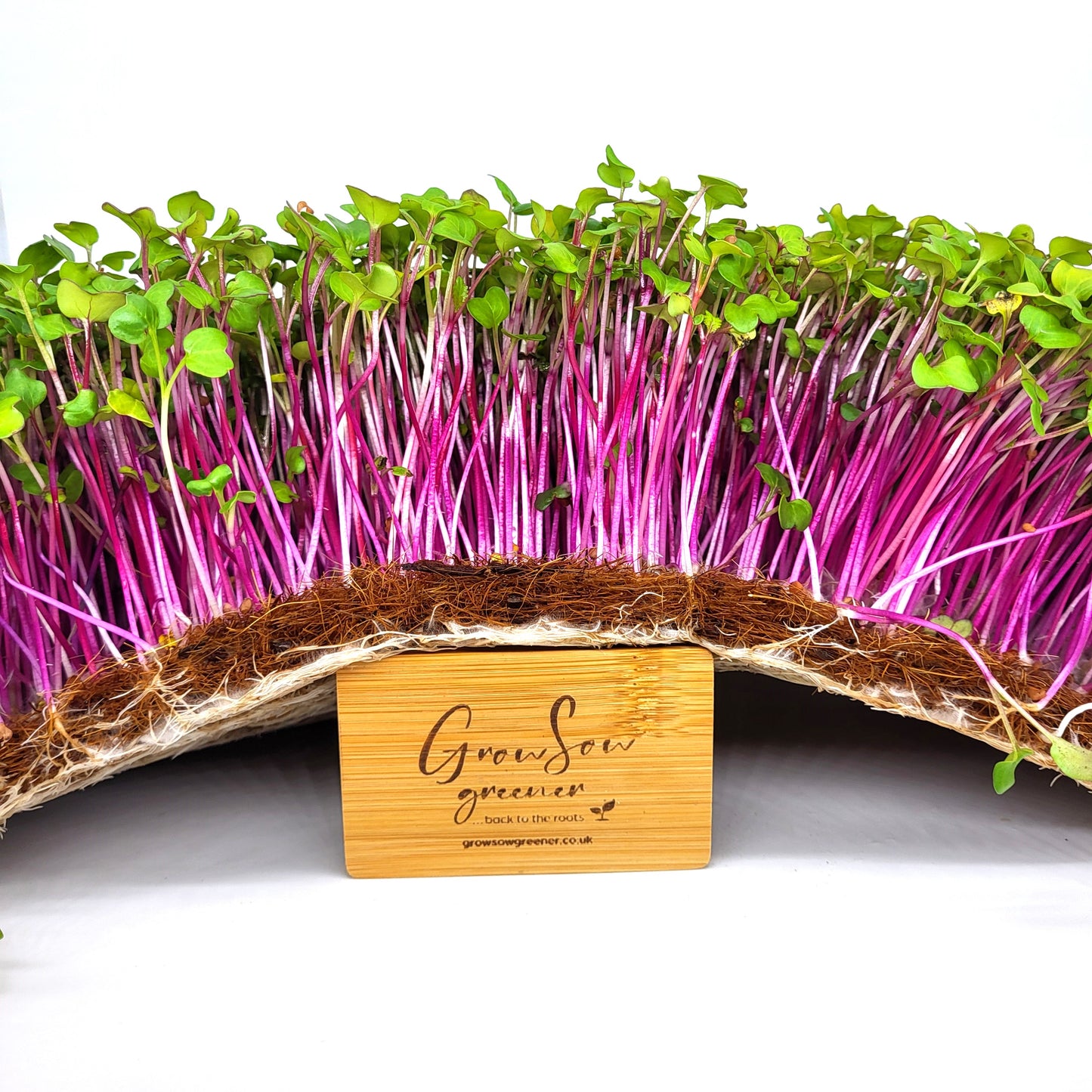 Organic Radish Microgreen & Sprouting Seeds - China Rose