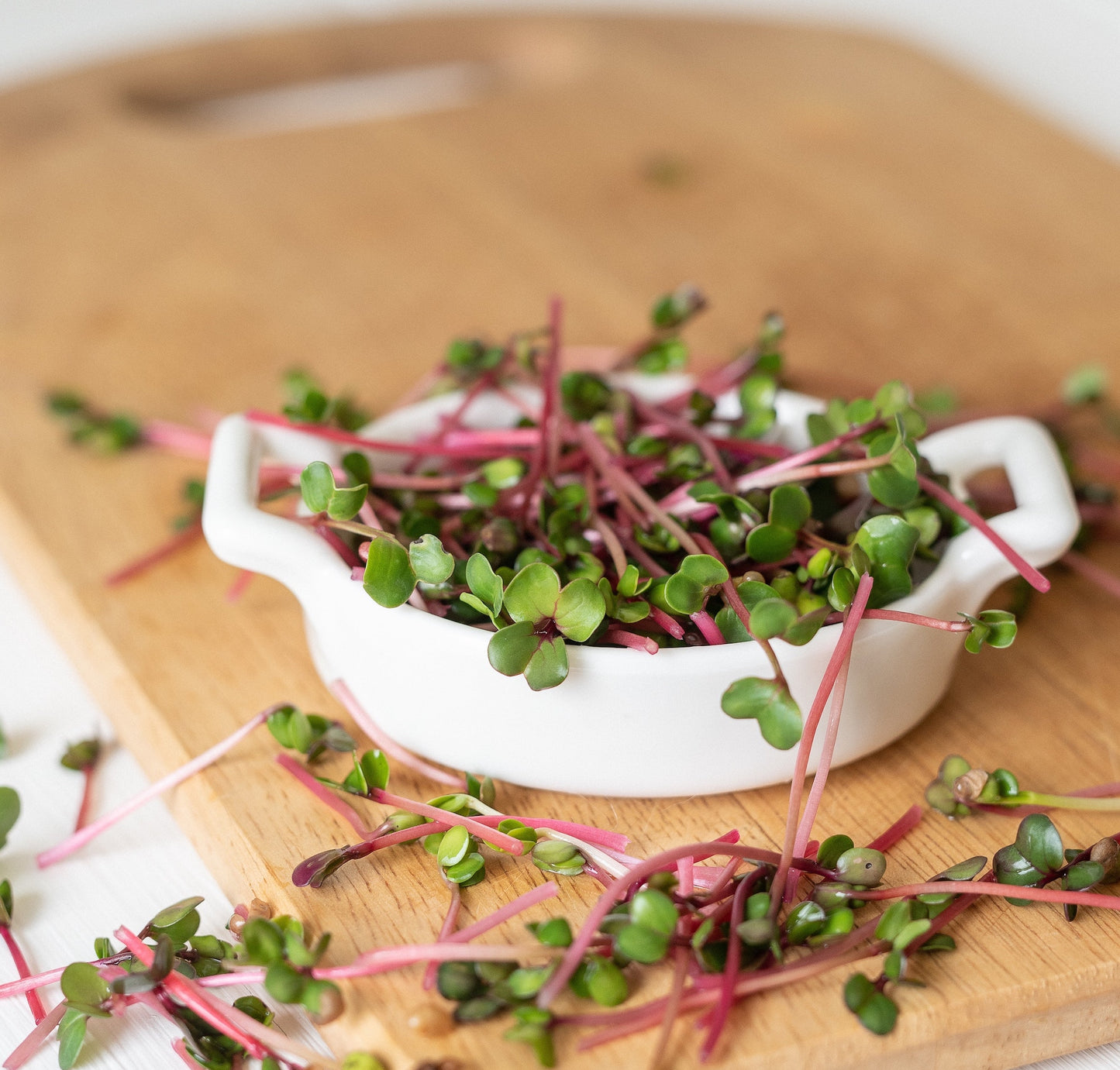 Organic Non-GMO Radish Microgreen & Sprouting Seeds - China Rose