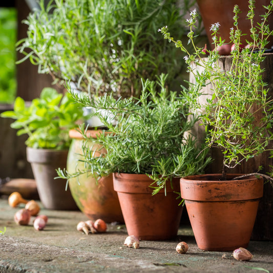 Herb Growing Kit